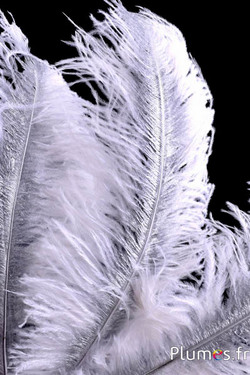 Strauß mit silbernem Federkiel – 30-40 cm – weiss